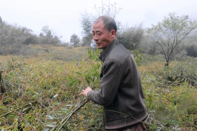 种植竹子 致富_致富竹子种植技术视频_致富竹子种植视频