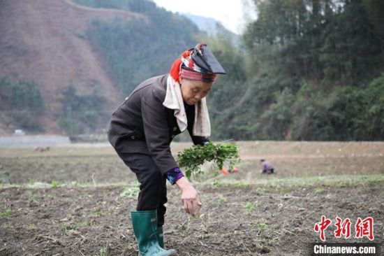 种植野菜挣钱吗_cctv7野菜种植致富经_致富经种菜视频