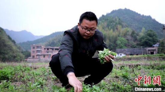 cctv7野菜种植致富经_致富经种菜视频_种植野菜挣钱吗