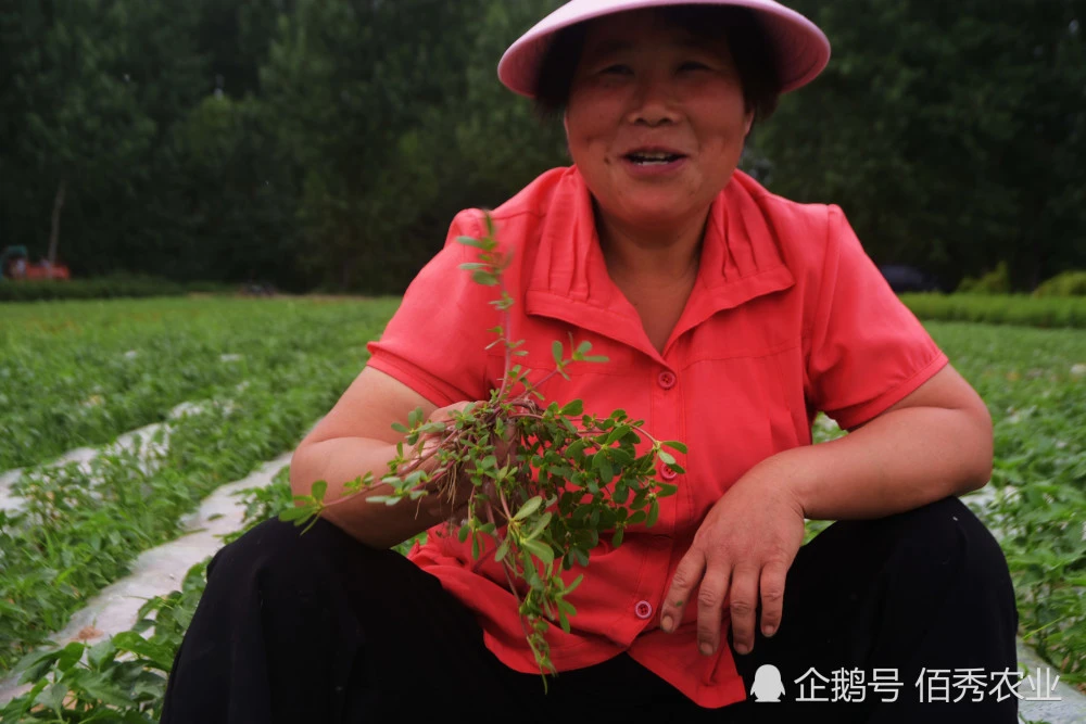 cctv7野菜种植致富经_致富经野菜种植_种野菜致富的陷阱