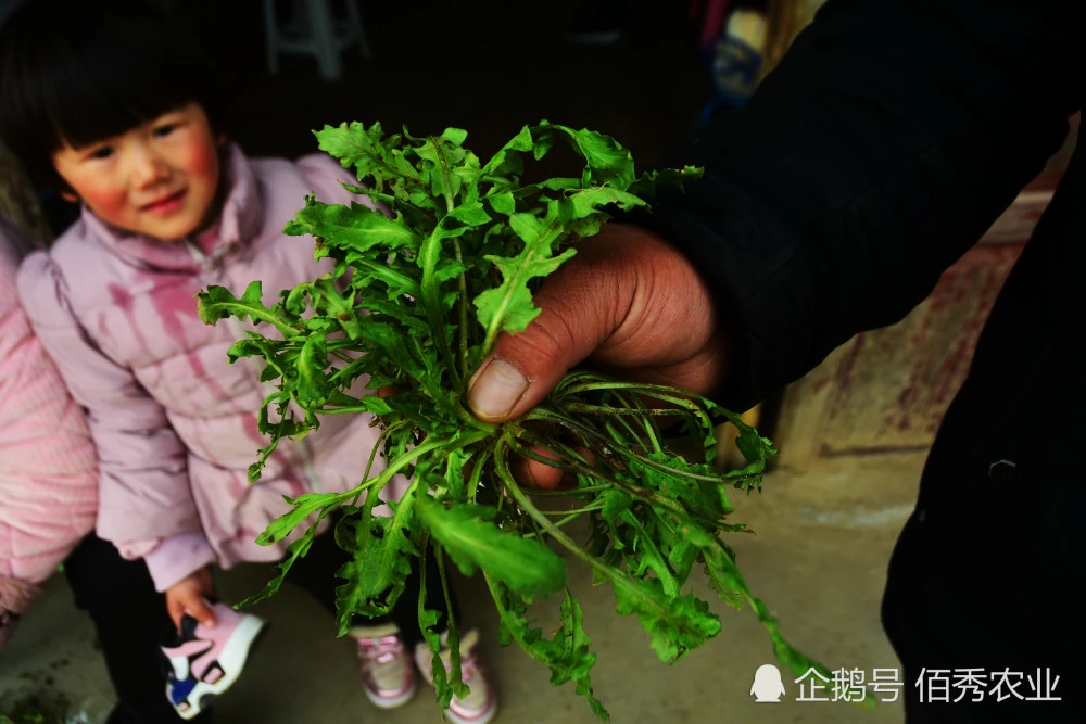 致富经野菜种植_cctv7野菜种植致富经_种野菜致富的陷阱