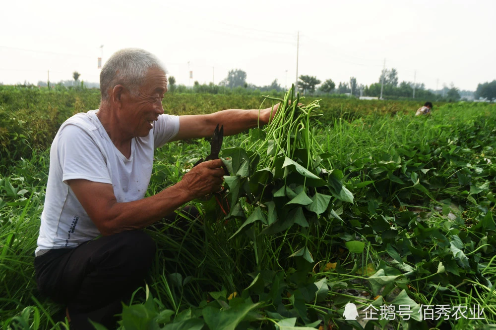 种野菜致富的陷阱_cctv7野菜种植致富经_致富经野菜种植