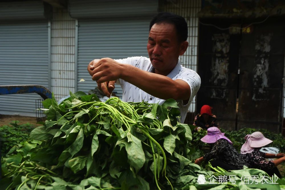 cctv7野菜种植致富经_种野菜致富的陷阱_致富经野菜种植