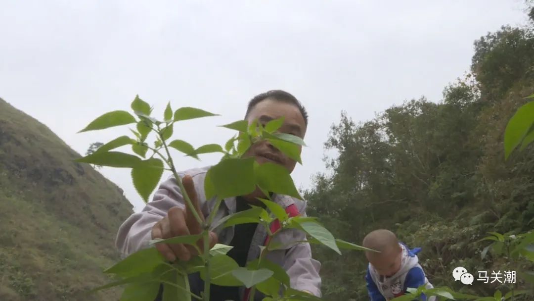 辣辣种植_辣椒树种植技术视频_辣树的种植技术