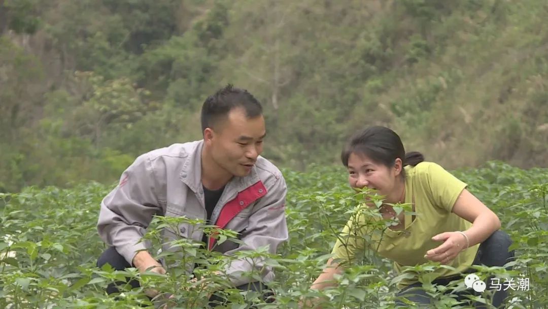 辣椒树种植技术视频_辣辣种植_辣树的种植技术