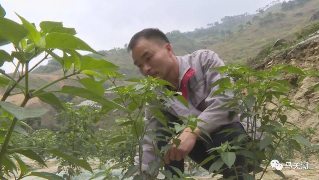 辣椒树种植技术视频_辣树的种植技术_辣辣种植