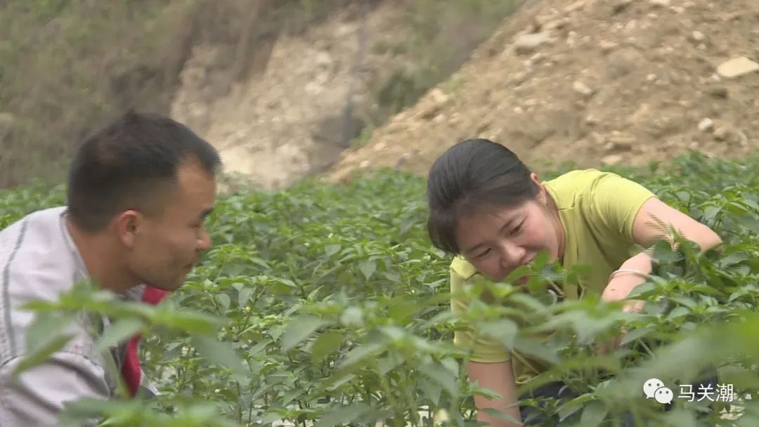 辣椒树种植技术视频_辣树的种植技术_辣辣种植