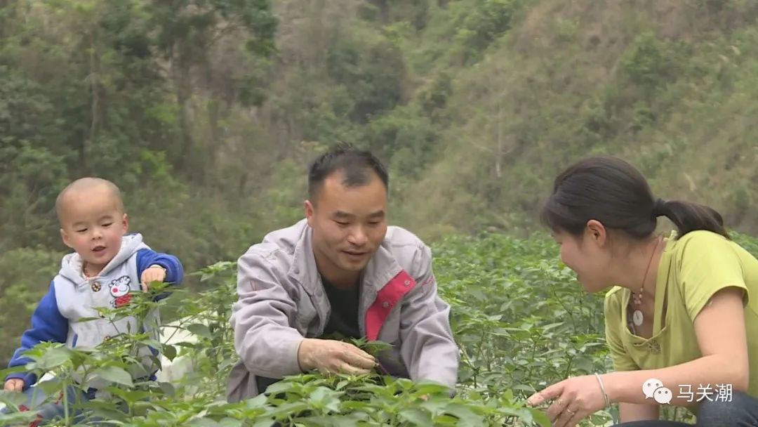 辣椒树种植技术视频_辣辣种植_辣树的种植技术