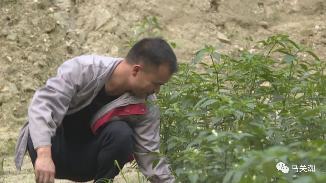 辣椒树种植技术视频_辣树的种植技术_辣辣种植