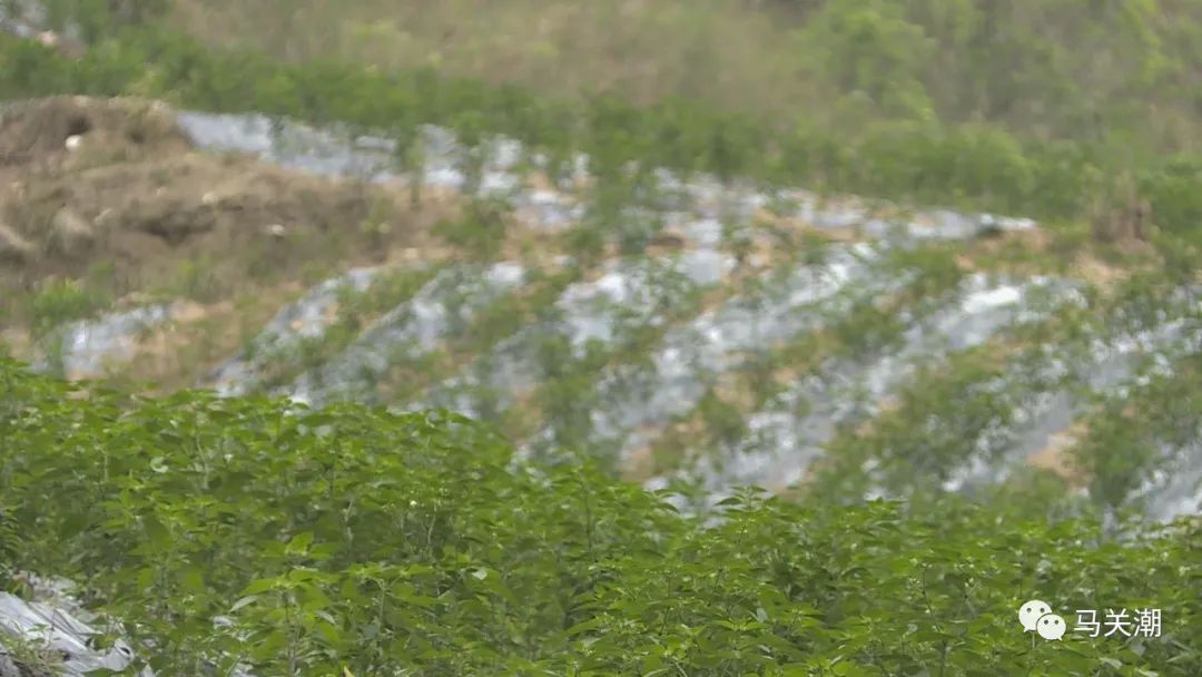 辣树的种植技术_辣椒树种植技术视频_辣辣种植