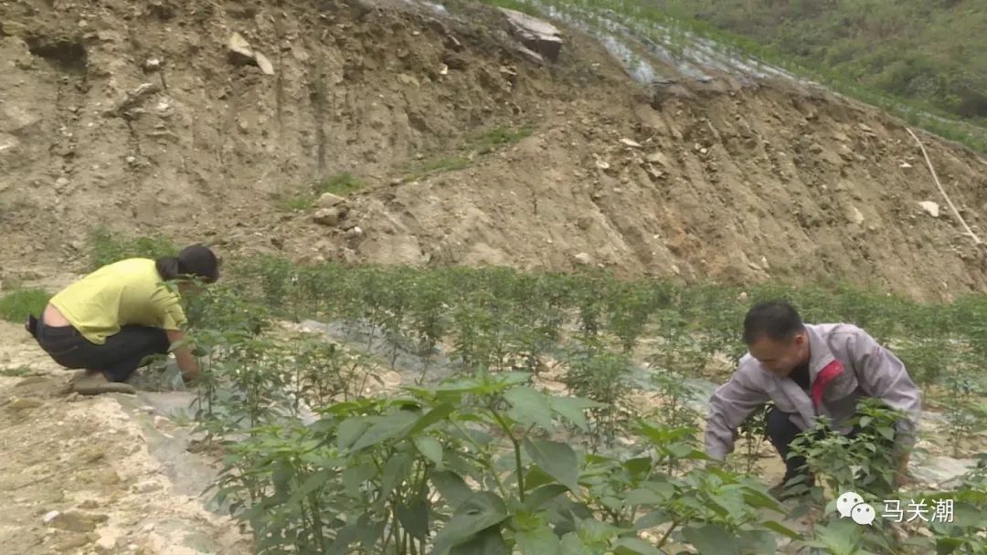 辣椒树种植技术视频_辣辣种植_辣树的种植技术