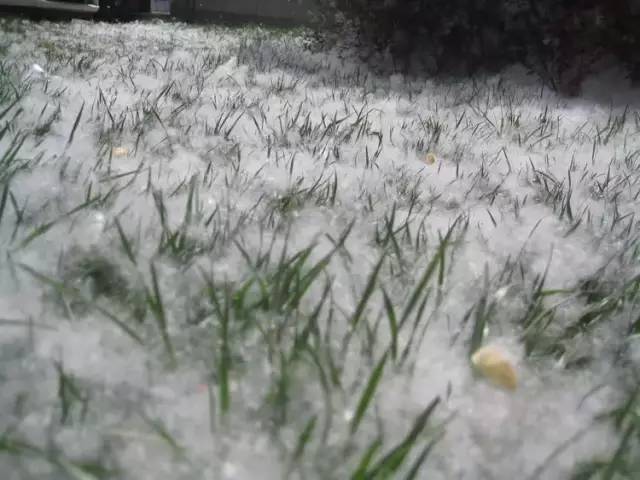 辣辣种植_辣树的种植技术_辣椒树种植技术视频