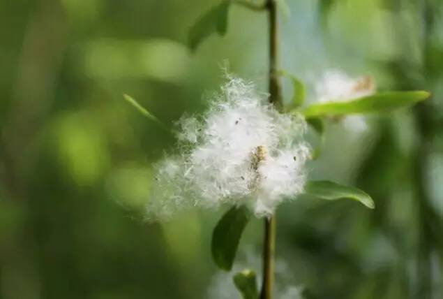 辣椒树种植技术视频_辣树的种植技术_辣辣种植