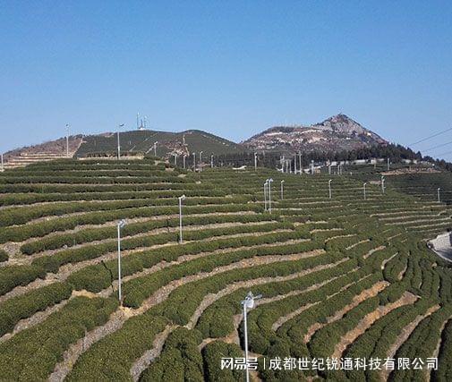 栽茶叶视频_茶叶种植管理技术视频_茶叶种植技术规程