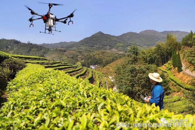 茶叶种植管理技术视频_栽茶叶视频_茶叶种植技术规程