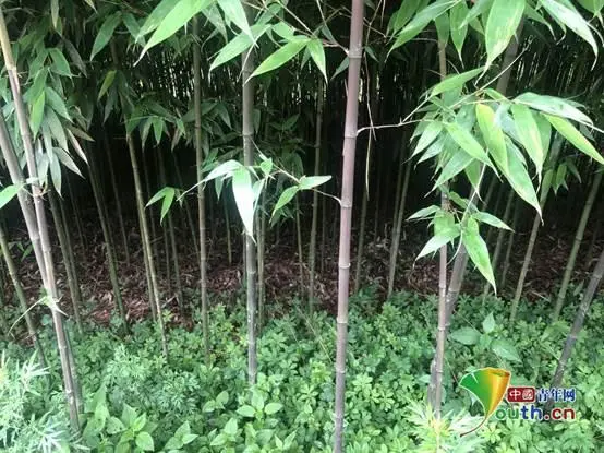 种植竹子 致富_竹子致富项目_致富竹子种植技术视频