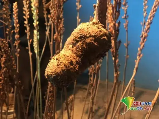 种植竹子 致富_竹子致富项目_致富竹子种植技术视频