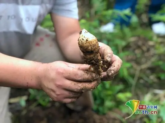 竹子致富项目_种植竹子 致富_致富竹子种植技术视频