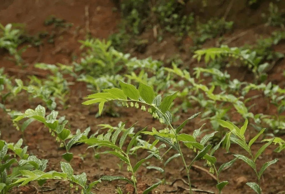 种植竹子 致富_致富竹子种植方法_致富竹子种植技术视频