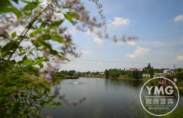 宜宾种植致富药材_宜宾种植基地_宜宾中药材种植基地