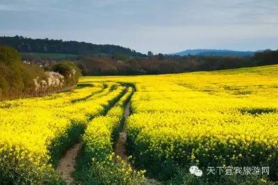 宜宾种植基地_宜宾种植致富药材_宜宾中药材种植基地