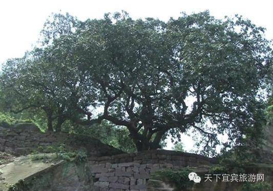 宜宾种植基地_宜宾中药材种植基地_宜宾种植致富药材