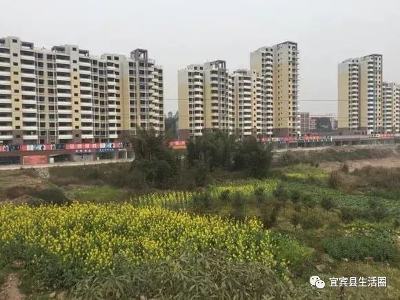 宜宾中药材种植基地_宜宾种植致富药材_宜宾种植基地