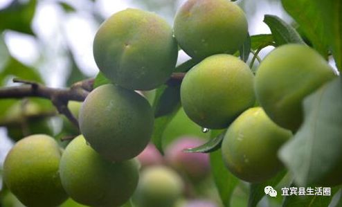 宜宾种植基地_宜宾种植致富药材_宜宾中药材种植基地