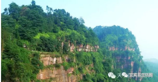 宜宾中药材种植基地_宜宾种植致富药材_宜宾种植基地