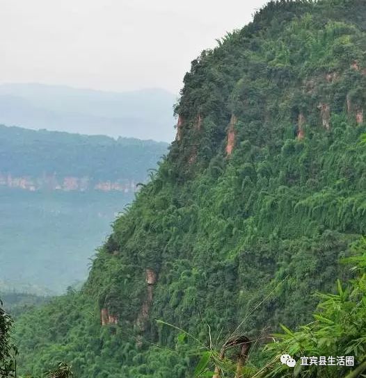 宜宾种植基地_宜宾中药材种植基地_宜宾种植致富药材