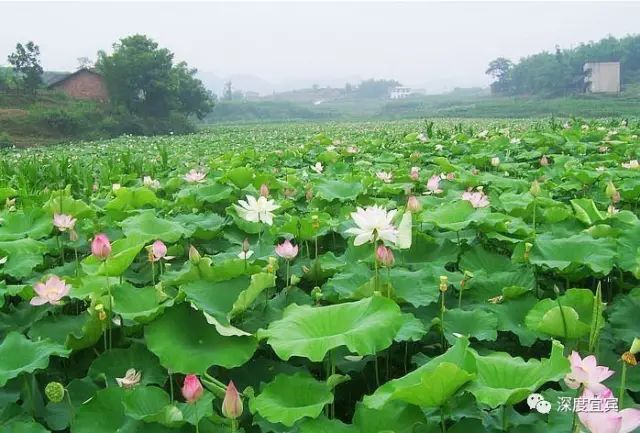 宜宾中药材种植基地_宜宾种植基地_宜宾种植致富药材