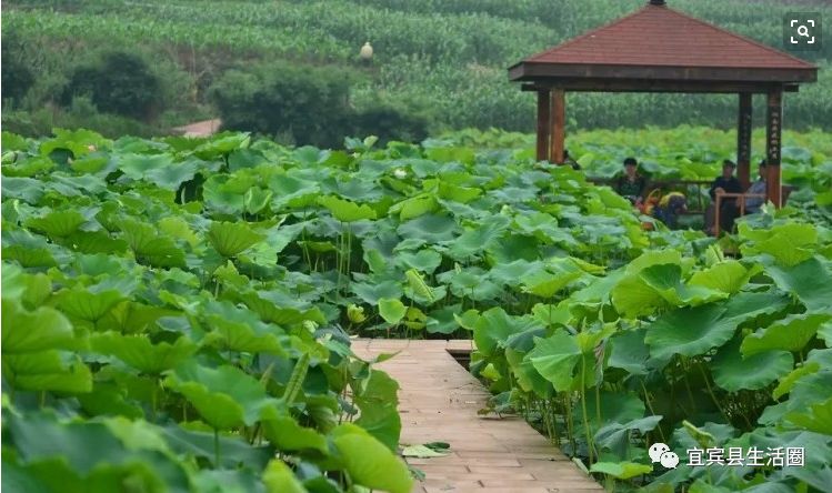 宜宾种植致富药材_宜宾种植基地_宜宾中药材种植基地