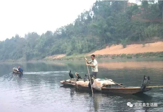 宜宾种植基地_宜宾种植致富药材_宜宾中药材种植基地