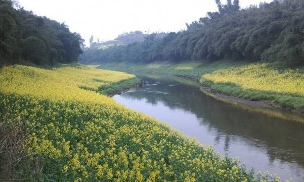 宜宾中药材种植基地_宜宾种植基地_宜宾种植致富药材