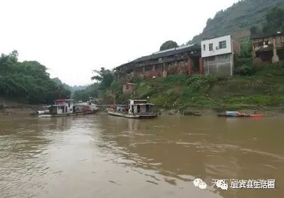 宜宾种植基地_宜宾种植致富药材_宜宾中药材种植基地