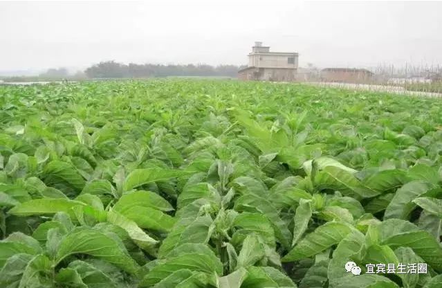 宜宾种植致富药材_宜宾种植基地_宜宾中药材种植基地