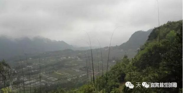 宜宾种植致富药材_宜宾中药材种植基地_宜宾种植基地