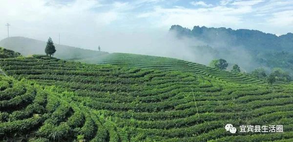 宜宾种植致富药材_宜宾种植基地_宜宾中药材种植基地