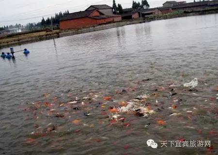 宜宾种植基地_宜宾中药材种植基地_宜宾种植致富药材