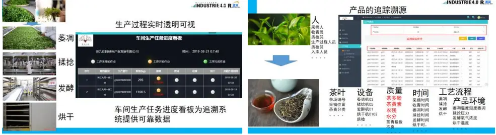 茶叶种植管理技术视频_茶叶种植技术指导方案_茶叶种植技术规程