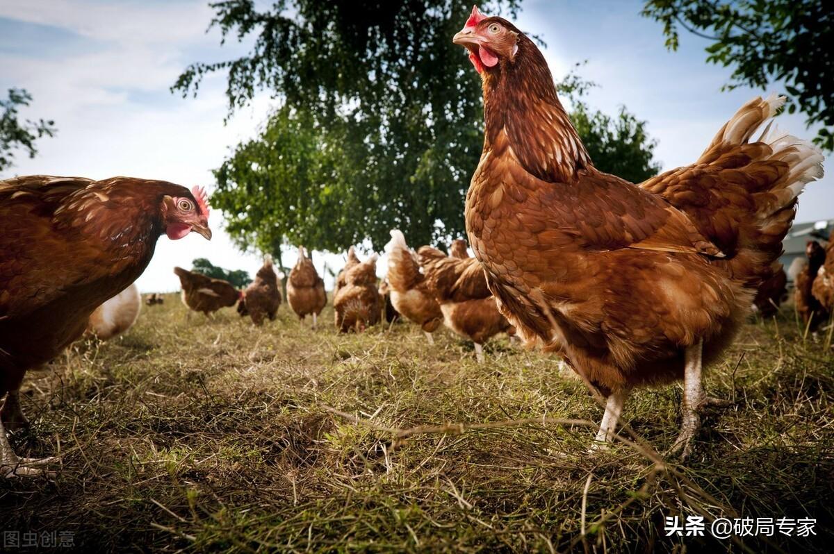 蝎子养殖能成功吗_蝎子养殖黄鳝技术要求_蝎子黄鳝养殖技术