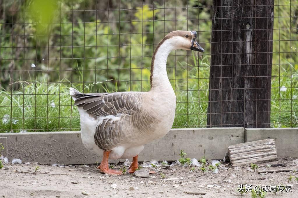 蝎子养殖能成功吗_蝎子黄鳝养殖技术_蝎子养殖黄鳝技术要求