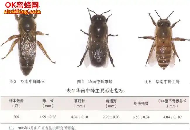 中蜂养殖技术要点 中华蜜蜂饲养关键性的六个技术