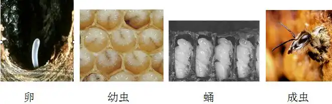 木桶养蜂怎么找蜂王_中蜂土法木桶养殖技术_木桶养殖蜜蜂