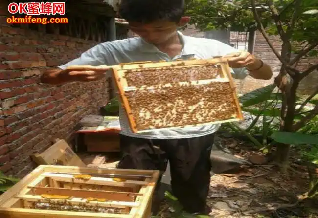 木桶养蜂怎么找蜂王_木桶养殖蜜蜂_中蜂土法木桶养殖技术