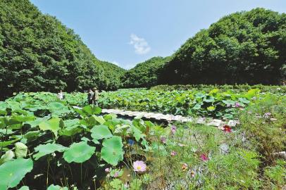 致富经四川养牛视频_致富经养鱼致富视频_四川致富经养鱼视频播放