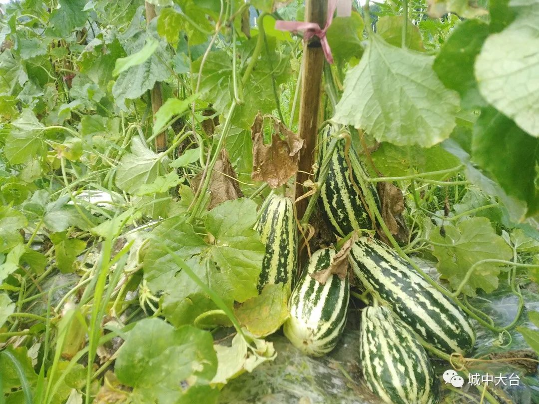 种植羊角蜜成本多少盈利多钱_种植羊角蜜致富_种植羊角蜜视频