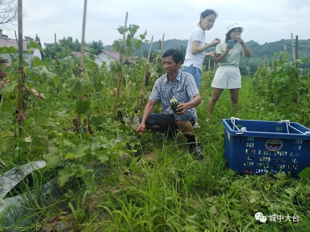 种植羊角蜜视频_种植羊角蜜成本多少盈利多钱_种植羊角蜜致富