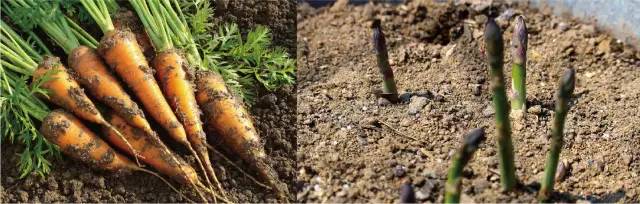 种植羊角蜜致富_羊角蜜种植成本_种羊角蜜赚钱吗