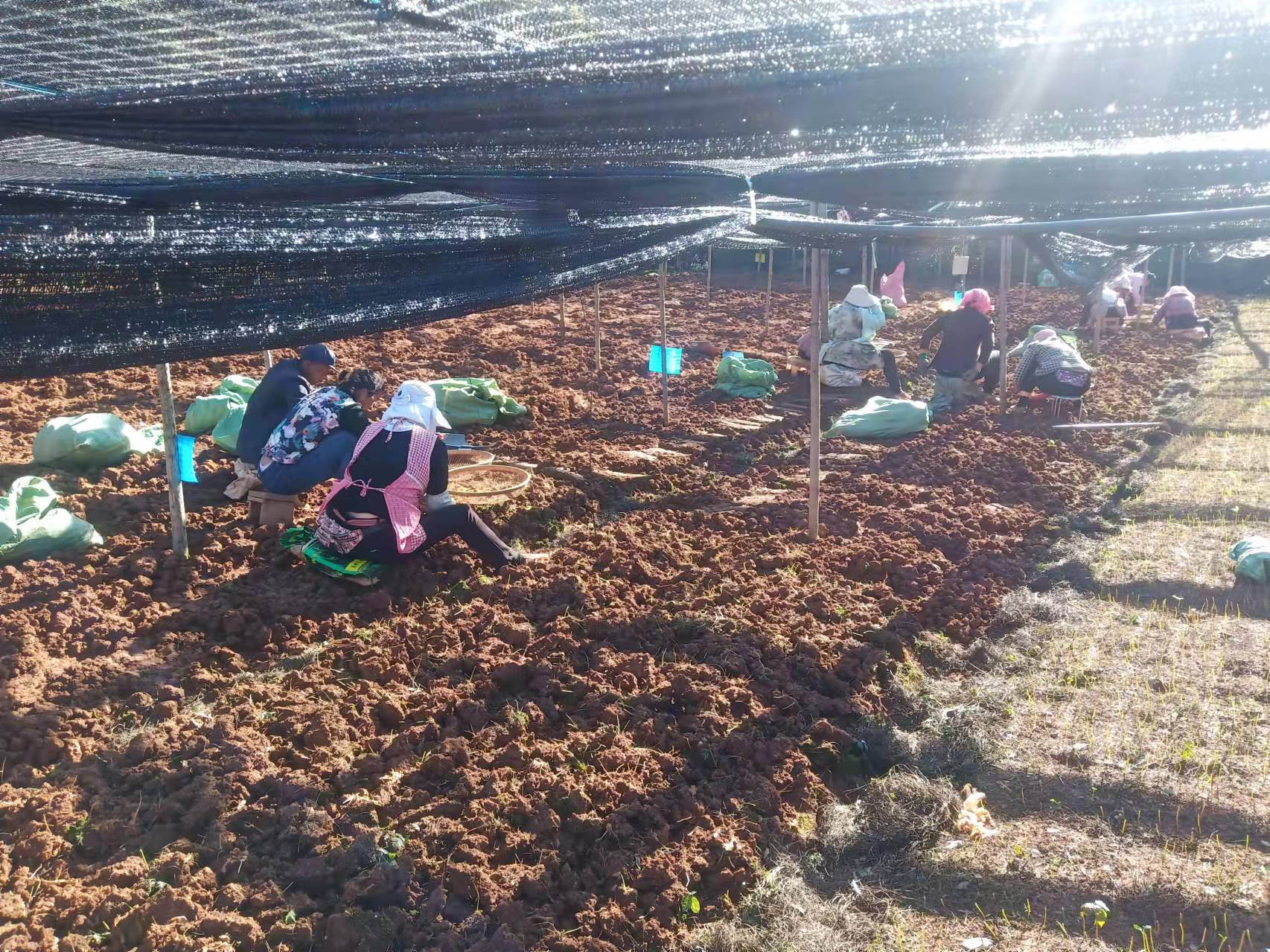 种植豌豆赚钱吗_致富豌豆种植技术视频_豌豆种植致富